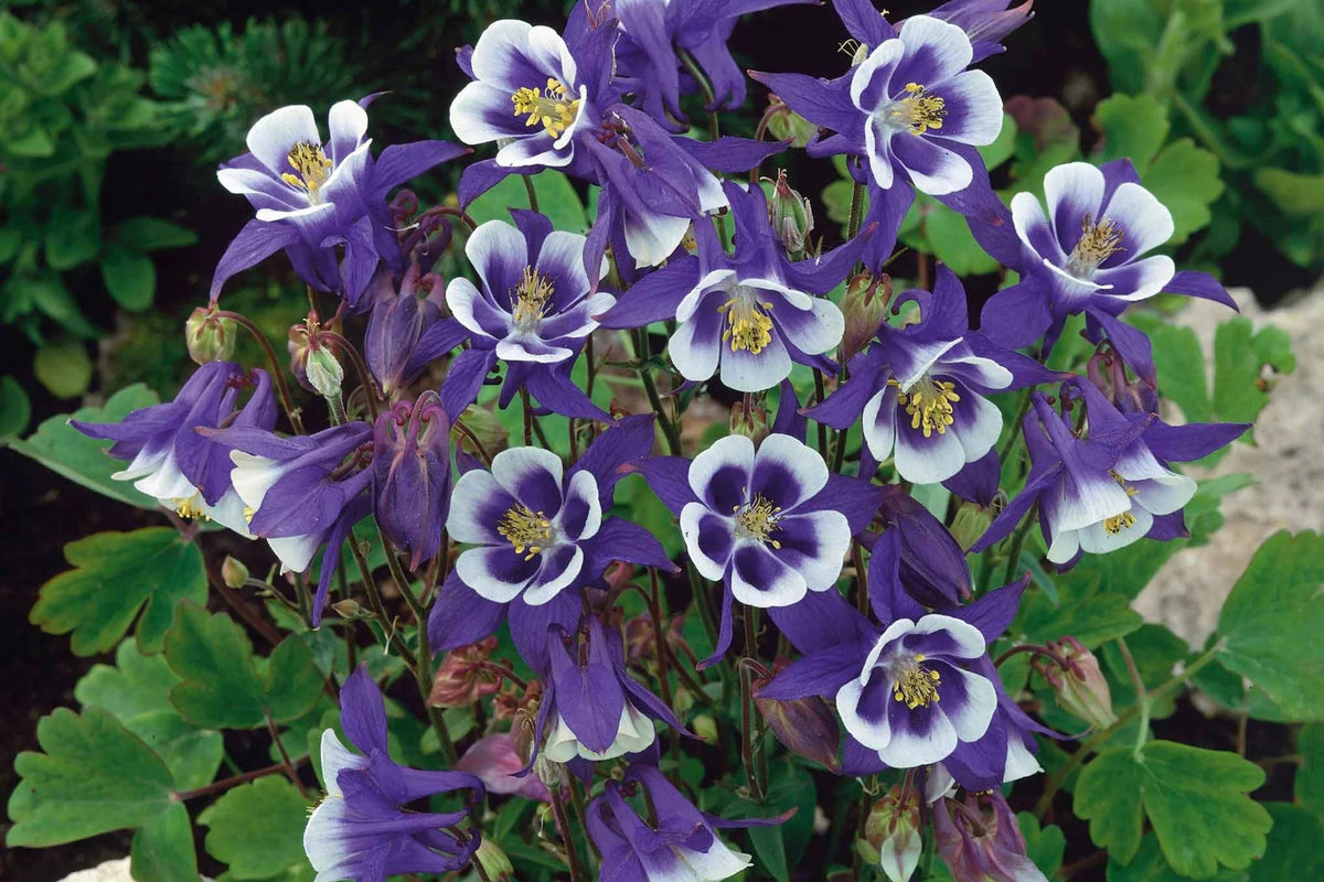 Blue Star Columbine Seeds | Non-GMO Seeds | Aquilegia caerulea | Flower Garden Seed Store