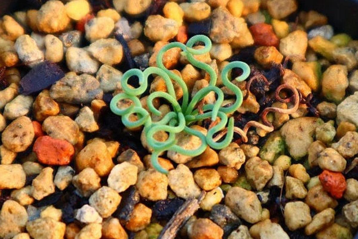 Bulbine Torta Seeds - 15 Unique Curly-Whirly Plant Seeds - Rare Bulbine Variety for Garden or Indoors