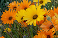 African Daisy Seeds - Heirloom Non-GMO Flower Seeds - Osteospermum 1177 - Garden Planting Supplies