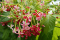 Rangoon Creeper Seeds - 5 Red Pink Quisqualis Flower Seeds - Combretum indicum for Gardens and Landscaping