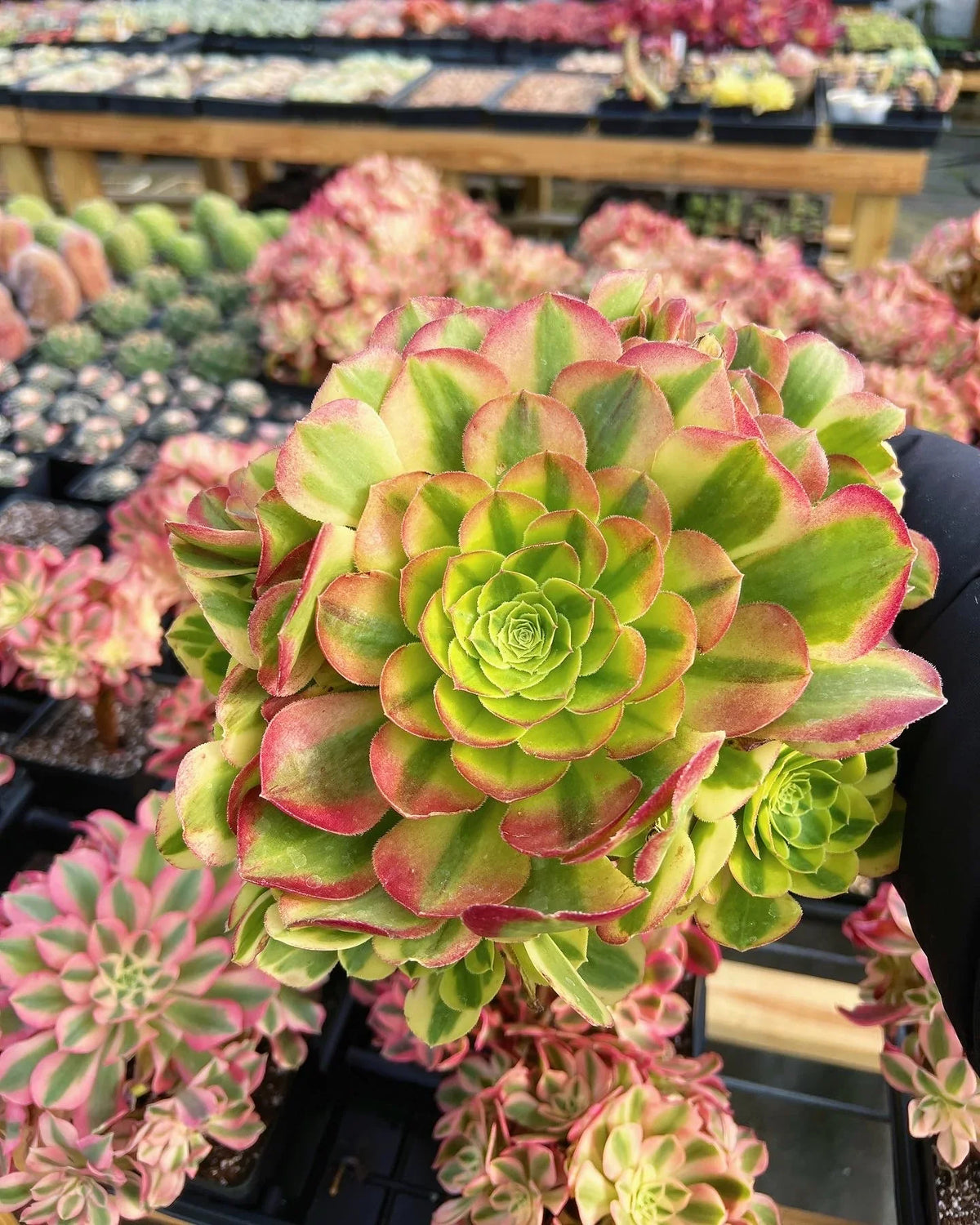 Aeonium 'Halloween' Cutting (Madeira Rose) – Unrooted 3–5" Succulent