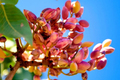 Pistachio Nut Tree Seeds - Edible Garden Plant - Hardy Zone 7 - Pistacia vera