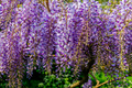 Blue Chinese Wisteria Seeds - Wisteria Sinensis Climbing Plant for 2025 Planting
