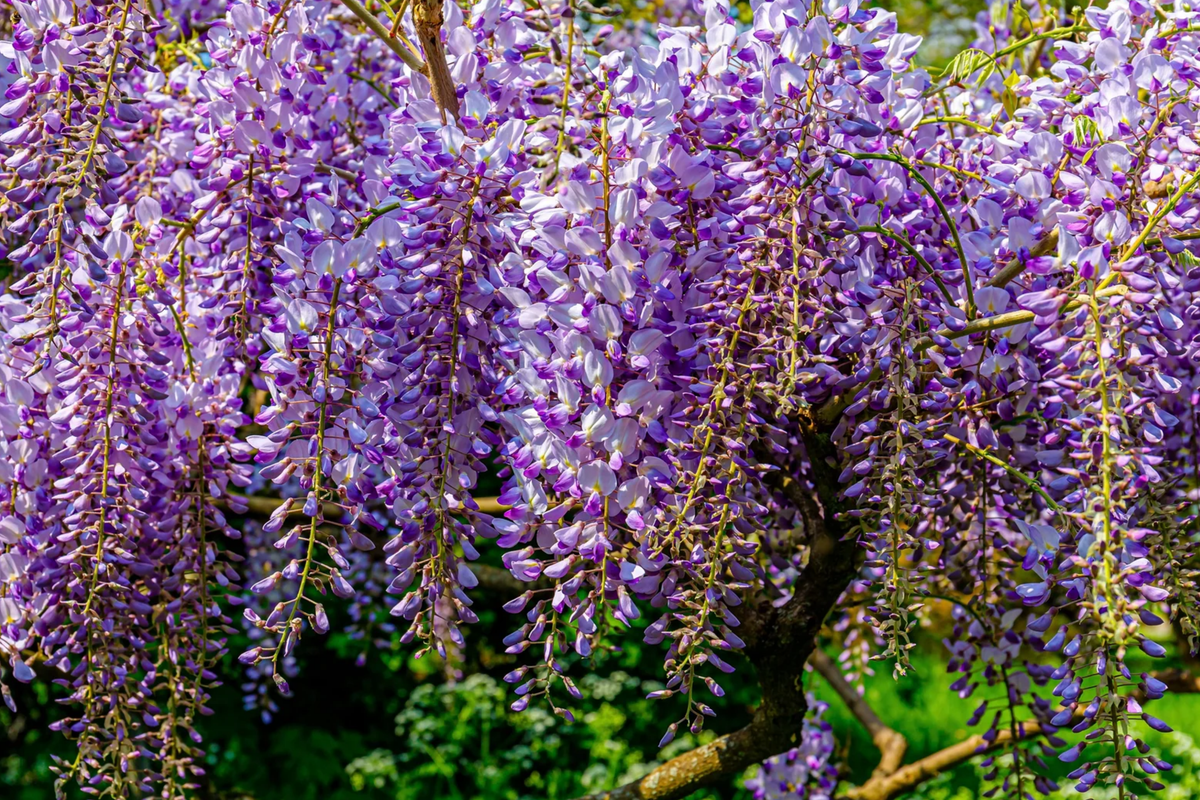 Blue Chinese Wisteria Seeds - Wisteria Sinensis Climbing Plant for 2025 Planting