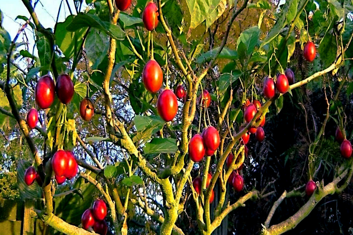 Tamarillo Tree Tomato Seeds - Fast Growing, High Yielding Variety - Solanum betaceum