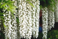White Wisteria Seeds - Floribunda Alba Climbing Flower Vine - Rare Hardy Plant - Ideal for Gardens and Landscapes