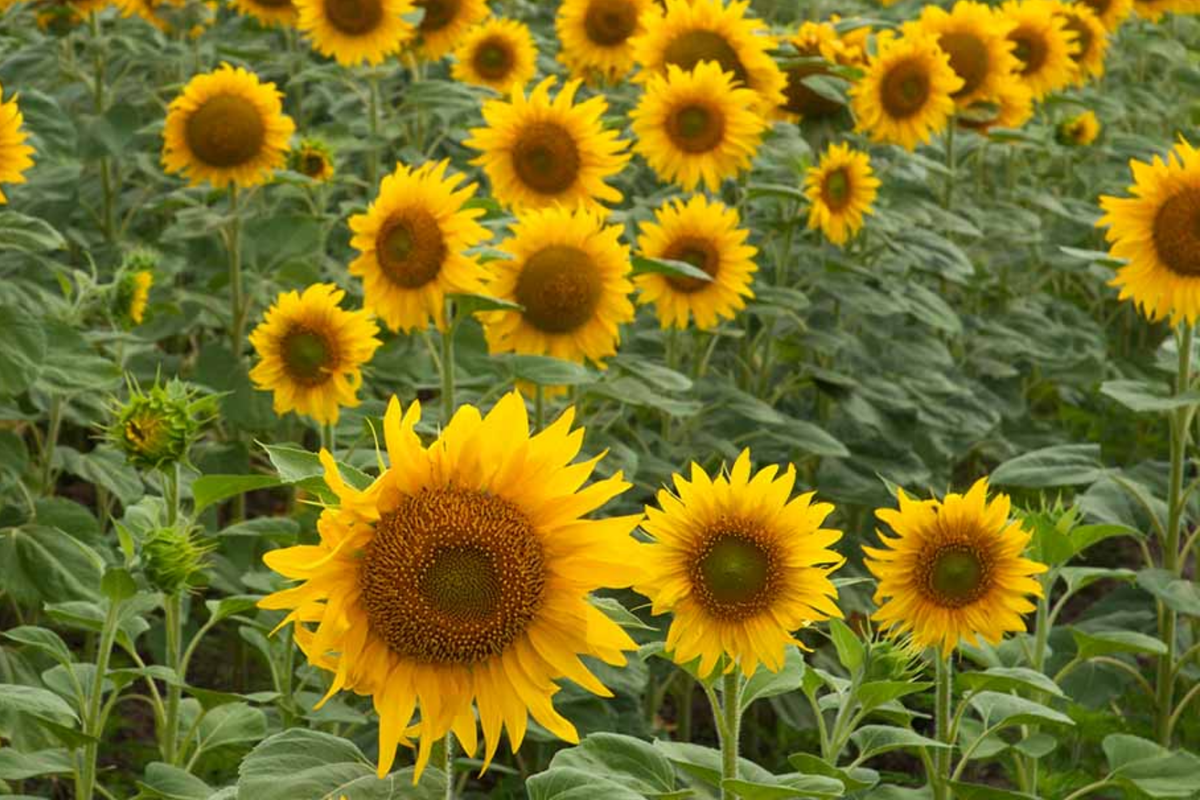 Bulk Sunflower Seeds for Planting | Large Black Oil Seeds | Helianthus annuus | 2025 Harvest