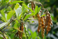 Organic Pigeon Pea Seeds, 20+ Heirloom Gandules, Rare Florida-Grown Variety, Cajanus cajan