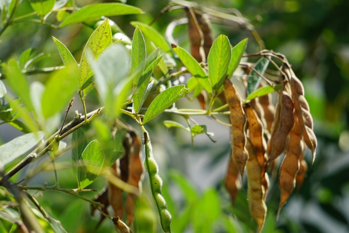 Organic Pigeon Pea Seeds, 20+ Heirloom Gandules, Rare Florida-Grown Variety, Cajanus cajan