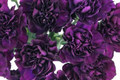 Carnation Seeds - Grenadin King of Blacks - Flower Seeds - Dianthus caryophyllus - 1250 Count