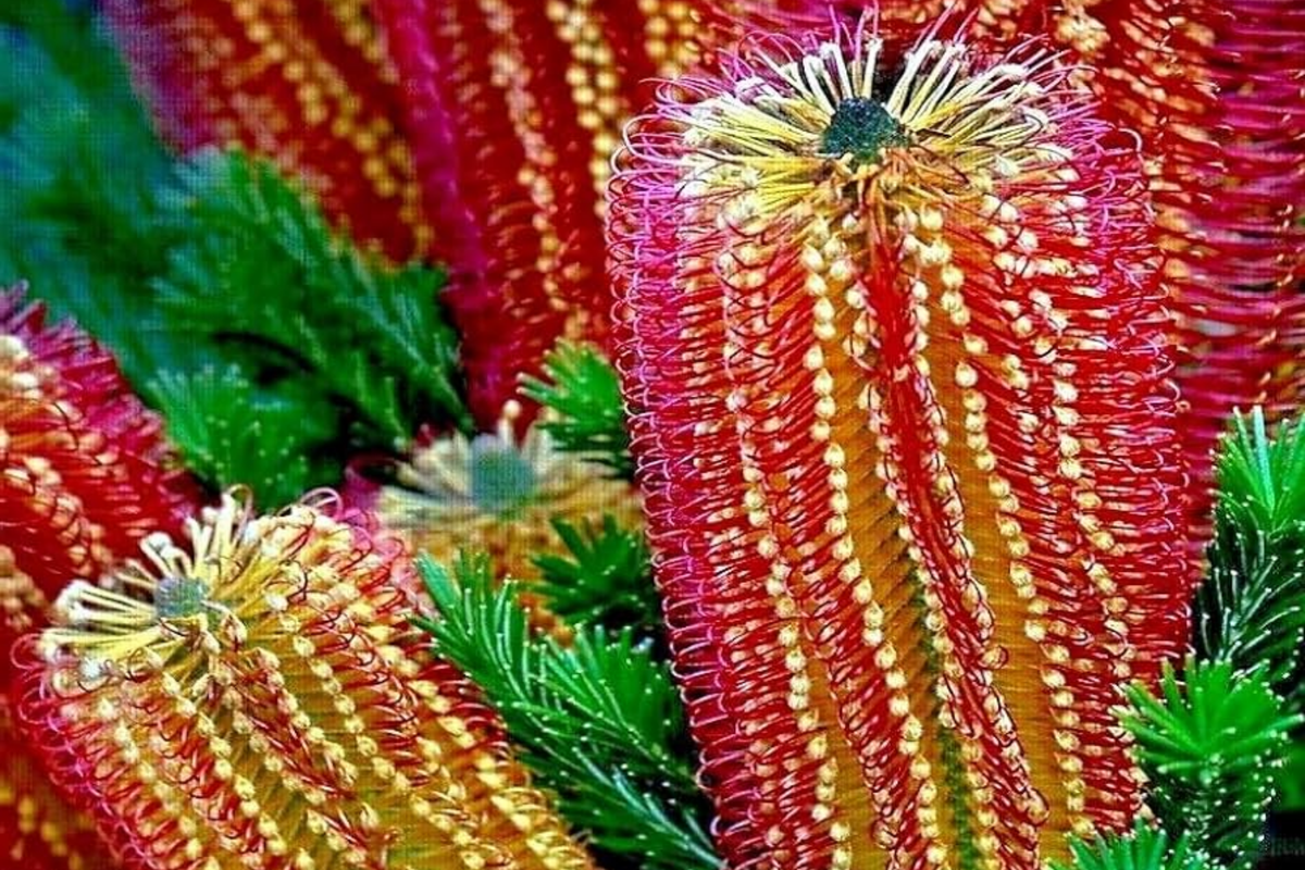 Banksia Ericifolia "Little Eric" Tree Seeds - Rare Lantern Fireworks Flower Plant, Australian Native Seeds