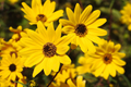 Swamp Sunflower Seeds - Helianthus angustifolius - Late-Season Blooms - Drought-Resistant Flowering Plant Seeds