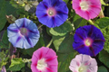 Morning Glory Climbing Vine Seeds - 100 Pack - Mixed Color Varieties - Ipomoea tricolor