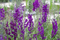 Verbascum Seeds - Purple Mullein Hybrids Mix - Flower Seeds (Verbascum)