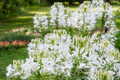 Cleome Seeds | Non-GMO White Queen Variety | Flower Seeds | Free Shipping | Seed Store