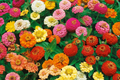 Calendula Seeds - Pacific Beauty Mix - Heirloom Edible Flowers - Free Shipping - Organic Gardening 1205