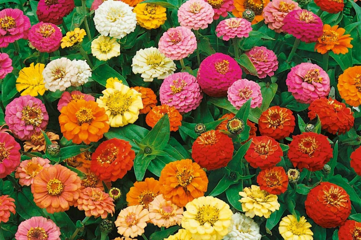 Calendula Seeds - Pacific Beauty Mix - Heirloom Edible Flowers - Free Shipping - Organic Gardening 1205