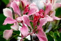 Pink Orchid Tree Seeds - Tropical Butterfly Flower - Bauhinia monandra - Rare Exotic Plant Seeds for Garden and Landscape
