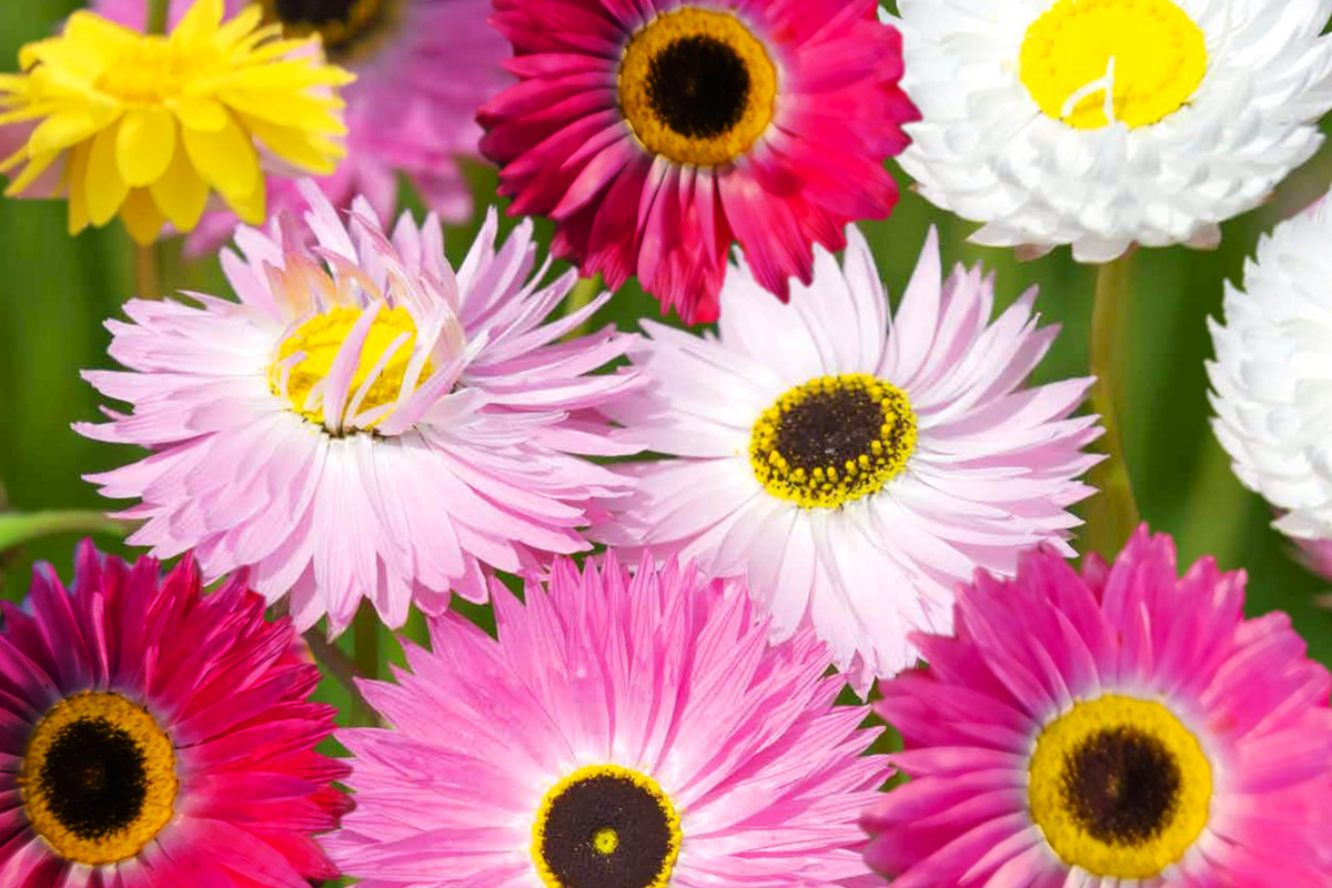 Giant Flowered Mix Paper Daisy Seeds - Mixed Colors for 2025 Planting - Xerochrysum bracteatum