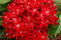 Pentas Seeds - 1000+ Perennial Lucky Star Variety - Pentas Lanceolata for Outdoor Planting