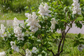 Japanese White Lilac Tree Seeds | Cold Hardy Flower Plant | Attracts Butterflies & Hummingbirds | Syringa reticulata