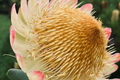Protea Seeds - Rare South African Shrub - Sulphur-Colored Protea - Protea sulphurea
