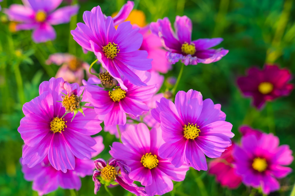 Gloria Cosmos Seeds | 100-2,000 Non-GMO Seeds | Colorful Annual Flower | Cosmos bipinnatus