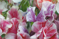Streamer Mix Sweet Pea Seeds | Heirloom Flower Seeds | Lathyrus odoratus | Non-GMO, Free Shipping
