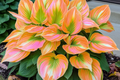 Hosta Seeds for Planting - 200+ Perennial Garden Seeds - Shade Plant Decoration - Hosta spp.