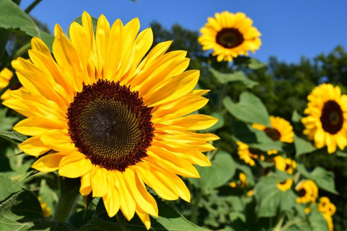 Bulk Sunflower Seeds for Planting - Large Black Oil Tall Sunflower Seed (Helianthus annuus) 2025