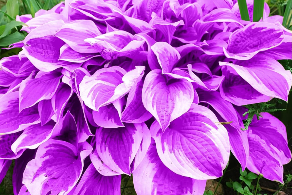 Purple Hosta Seeds - Perennial Plant Seeds for Outdoor Garden - Hosta Plantaginea