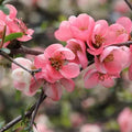 Pink Flowering Quince Tree (Chaenomeles speciosa) - Bare Root Live Sapling