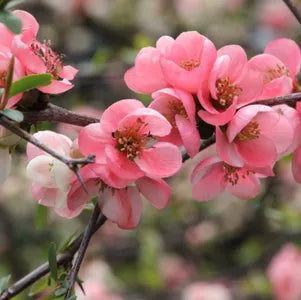 Pink Flowering Quince Tree (Chaenomeles speciosa) - Bare Root Live Sapling