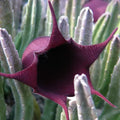Black Bell Huernia leendertziae / Stapelia Live Starter Plant – Bareroot