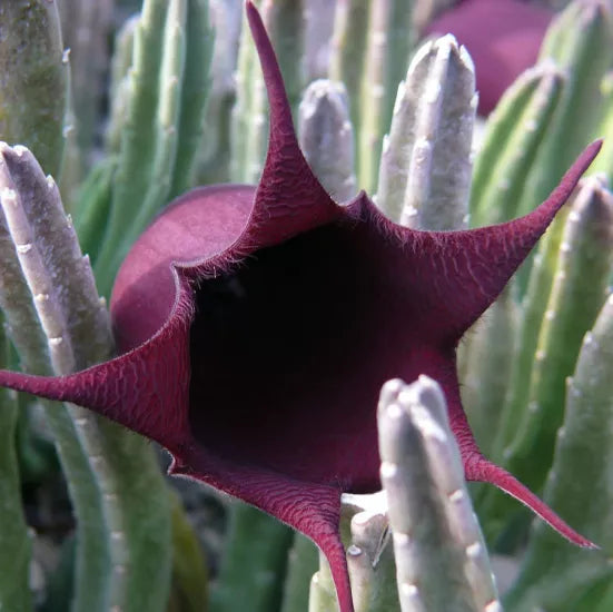 Black Bell Huernia leendertziae / Stapelia Live Starter Plant – Bareroot