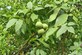English Walnut Tree Juglans regia – 1 Live Bareroot Tree up to 2ft (Hardy Nut Tree)