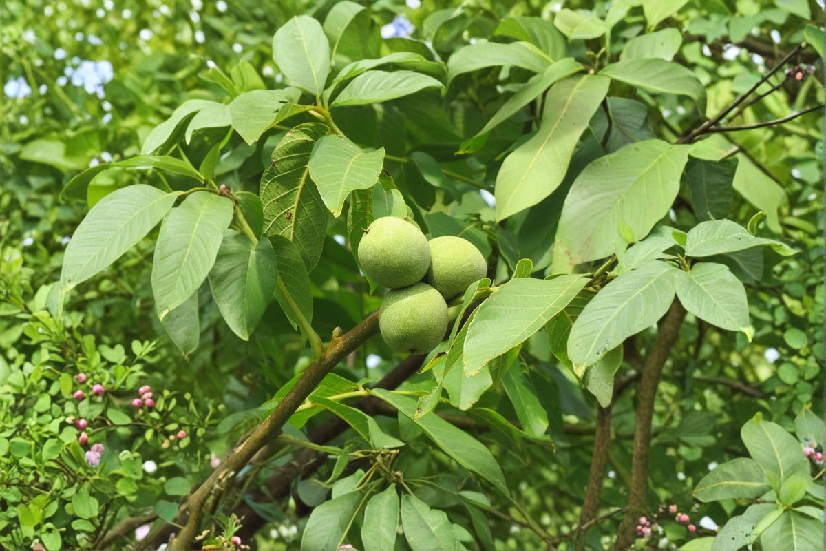 English Walnut Tree Juglans regia – 1 Live Bareroot Tree up to 2ft (Hardy Nut Tree)