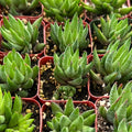 Haworthia rubrobrunnea Live Rooted Succulent in 2" Planter | Easy-Care Indoor Plant