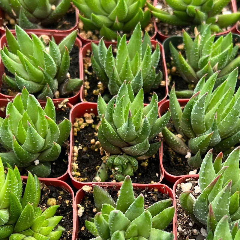 Haworthia rubrobrunnea Live Rooted Succulent in 2" Planter | Easy-Care Indoor Plant