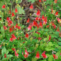 Live Wild Red Columbine Plant Aquilegia canadensis | 1 Pint Pot, Native Perennial