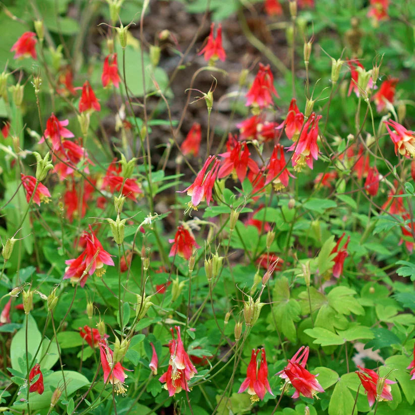 Live Wild Red Columbine Plant Aquilegia canadensis | 1 Pint Pot, Native Perennial
