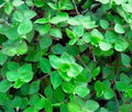 Callisia repens (Dwarf Wandering Jew) 20 Unrooted Cuttings – Tradescantia minima
