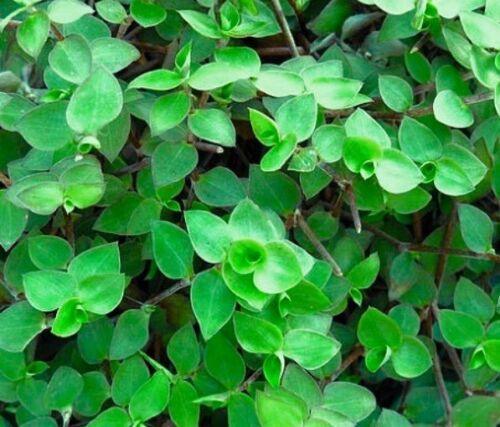 Callisia repens (Dwarf Wandering Jew) 20 Unrooted Cuttings – Tradescantia minima