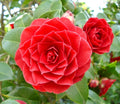 Middlemist Red Camellia Cuttings (Camellia japonica) – 3 Unrooted Cuttings for Rooting