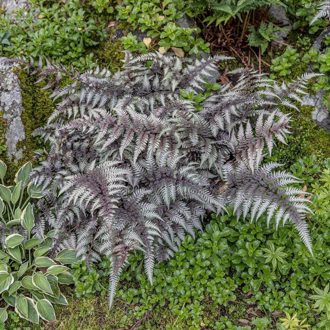 Live Japanese Painted Fern - Athyrium Niponicum, 1 Pint Pot | Hardy Shade Plant