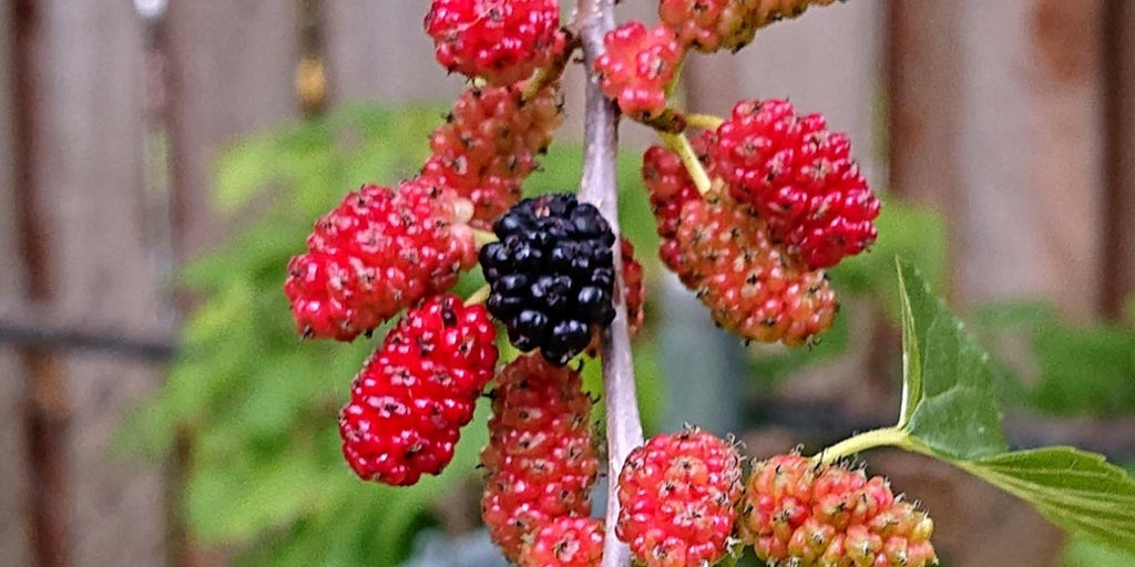 Red Mulberry Tree Morus rubra Bare Root Live Tree - Native, Full-Size, Dormant