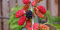 Red Mulberry Tree Morus rubra Bare Root Live Tree - Native, Full-Size, Dormant