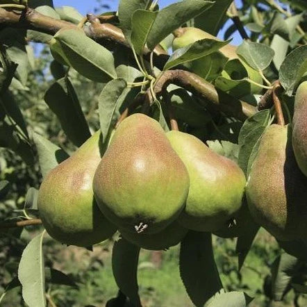 12 Bartlett Pear Tree Cuttings – Unrooted, For Grafting or Rooting – High-Yield Heirloom Pear