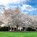 Yoshino Cherry Tree (Prunus x yedoensis) Bare-Root 1–2 ft | Pink & White Spring Blooms