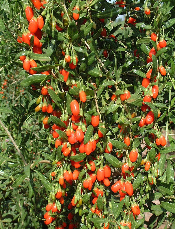 Goji Berry Plant Lycium barbarum - 6" Pot, Mature Starter shrub, Edible Berries